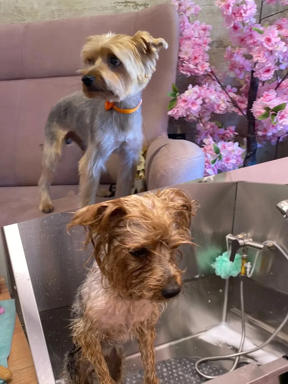 Angel Grooming Salon