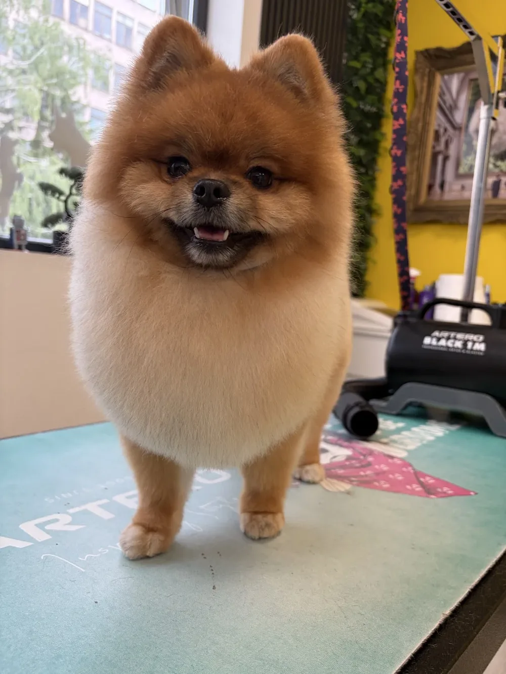 Chic Paws Grooming Salon