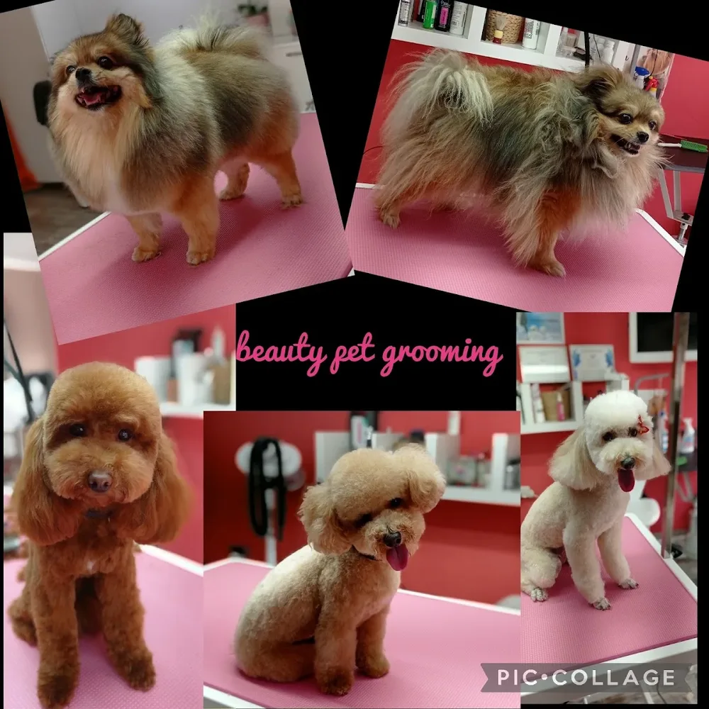 Груминг салон Beauty Pet - 3