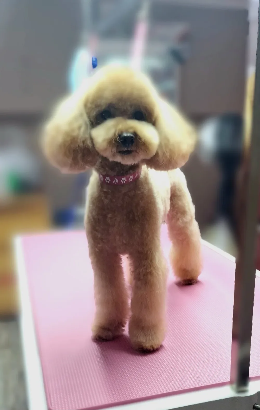 Груминг салон Beauty Pet - 5