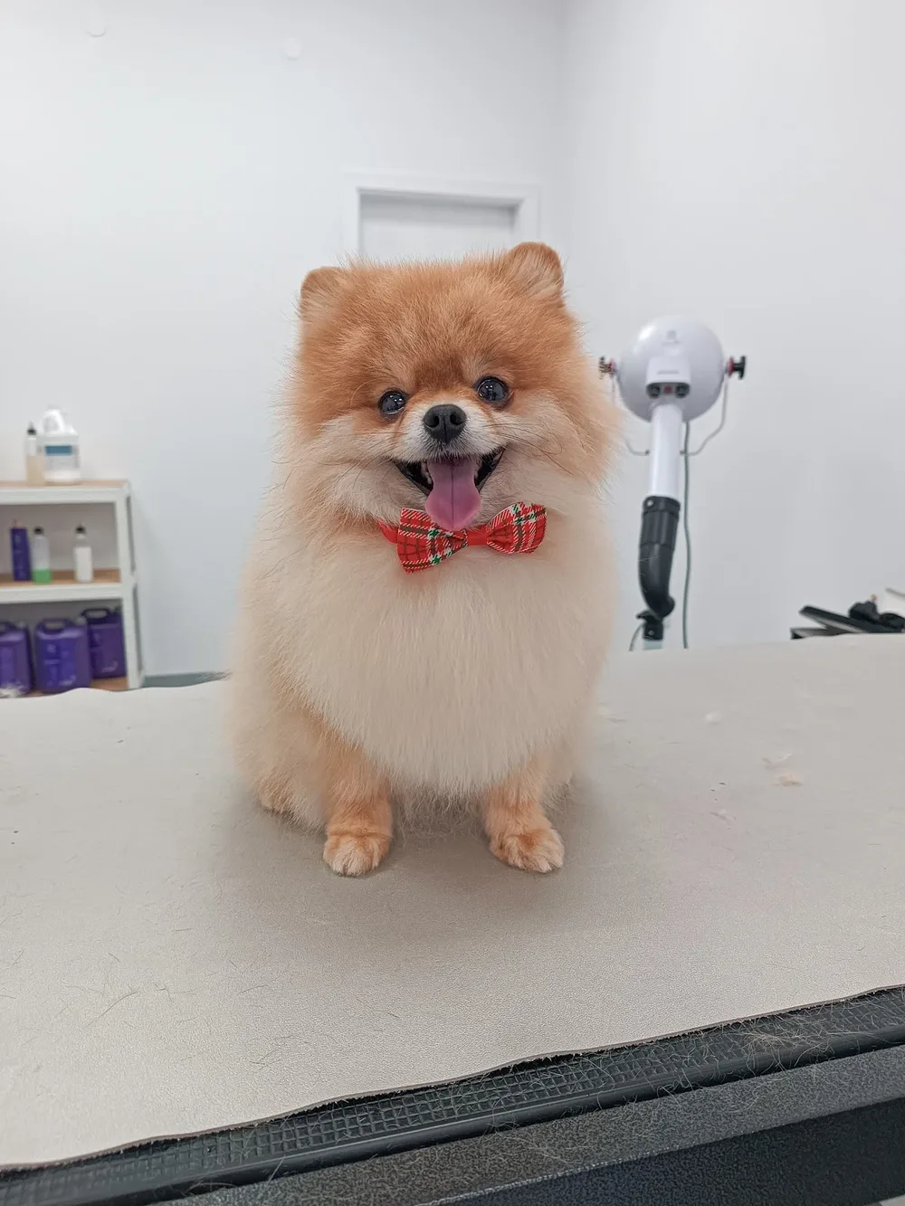 Груминг салон Пазарджик - Bella's groom room