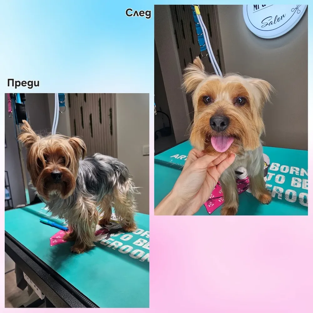 Груминг салон Mr & Mrs Dog