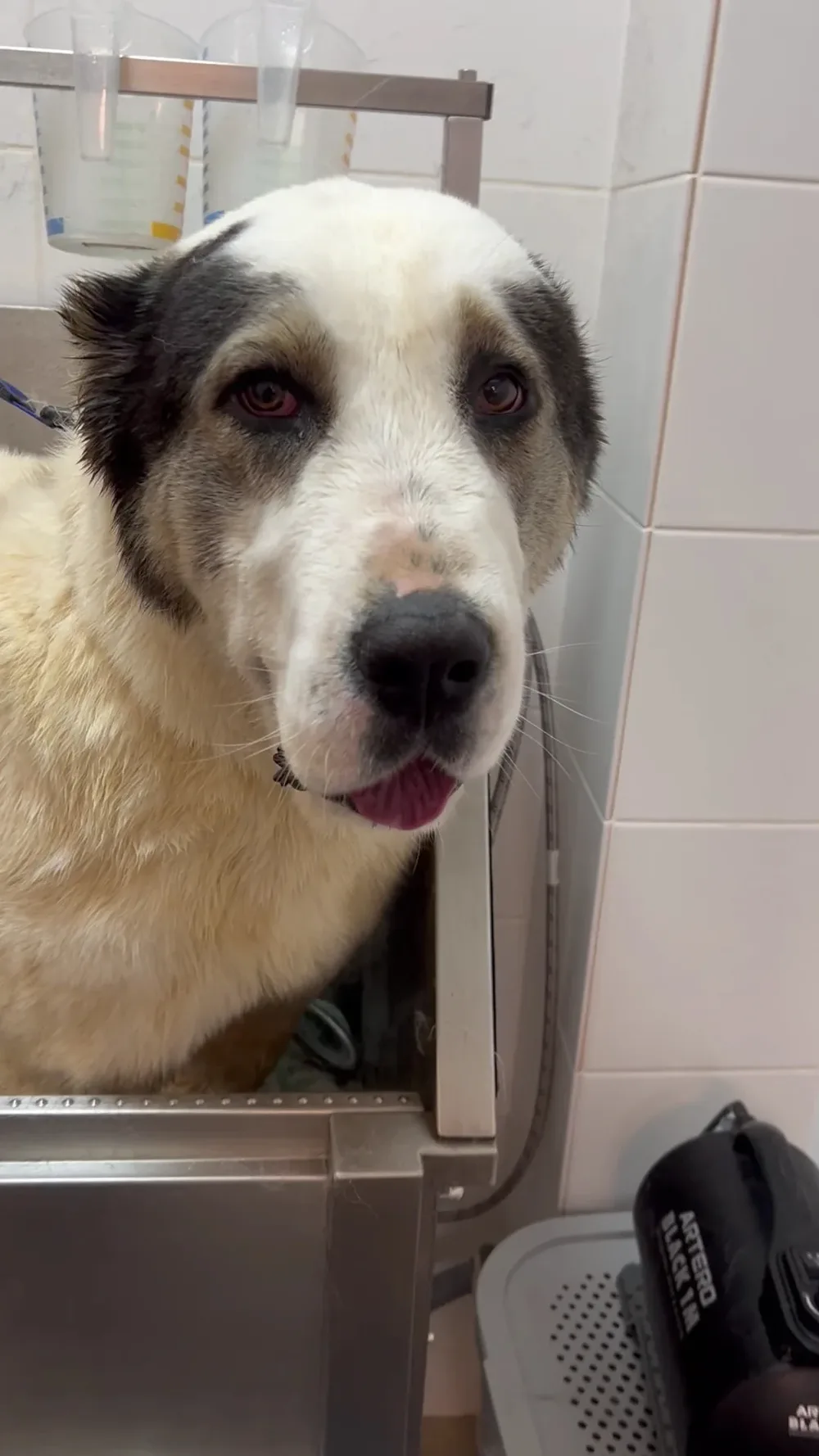 Груминг салон Yuppy Puppy