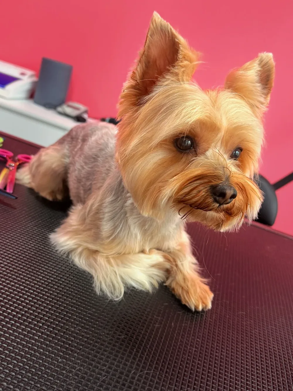 Груминг студио Моргана / Grooming studio Morgana