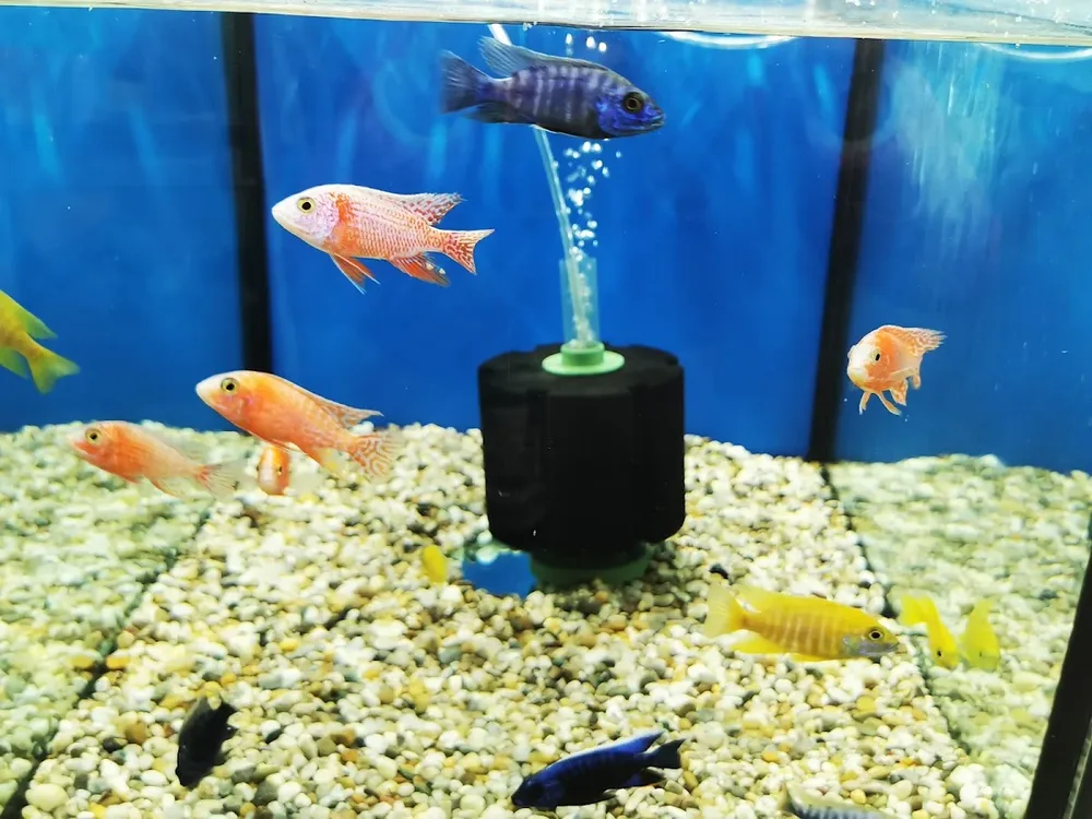 Зоомагазин Fish & Pets zone - декоративни рибки, акваристика, храни и аксесоари за домашни любимци - 3