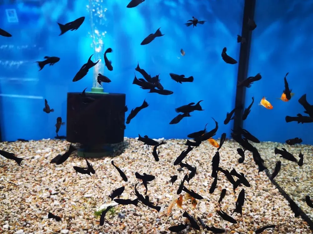 Зоомагазин Fish & Pets zone - декоративни рибки, акваристика, храни и аксесоари за домашни любимци - 4