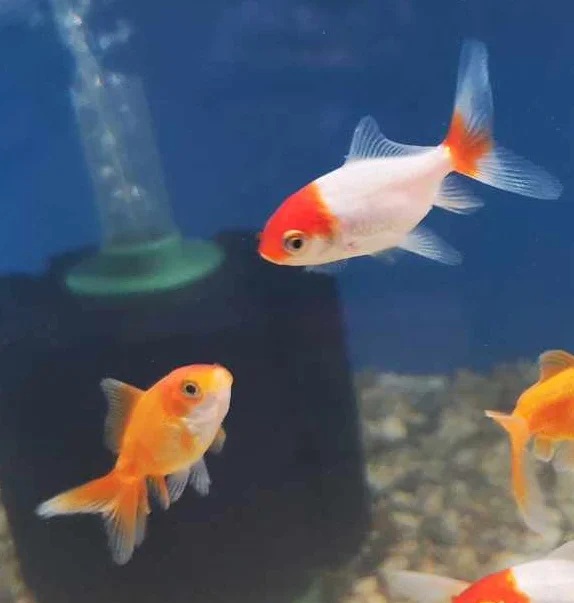 Зоомагазин Fish & Pets zone - декоративни рибки, акваристика, храни и аксесоари за домашни любимци - 5