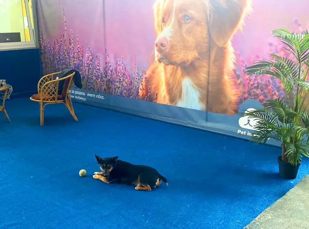 Крематориум за домашни любимци Pet in Peace