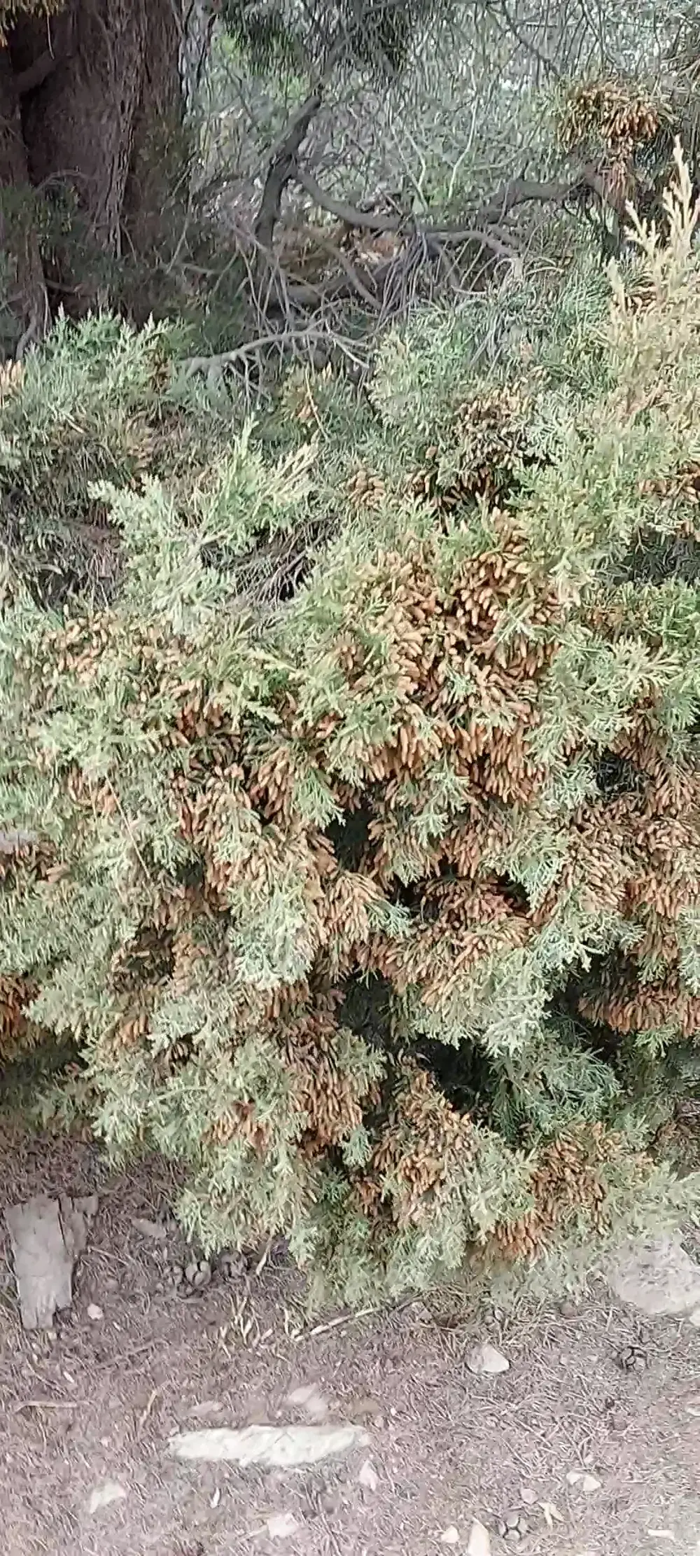 Кучешки парк (Аязмо)