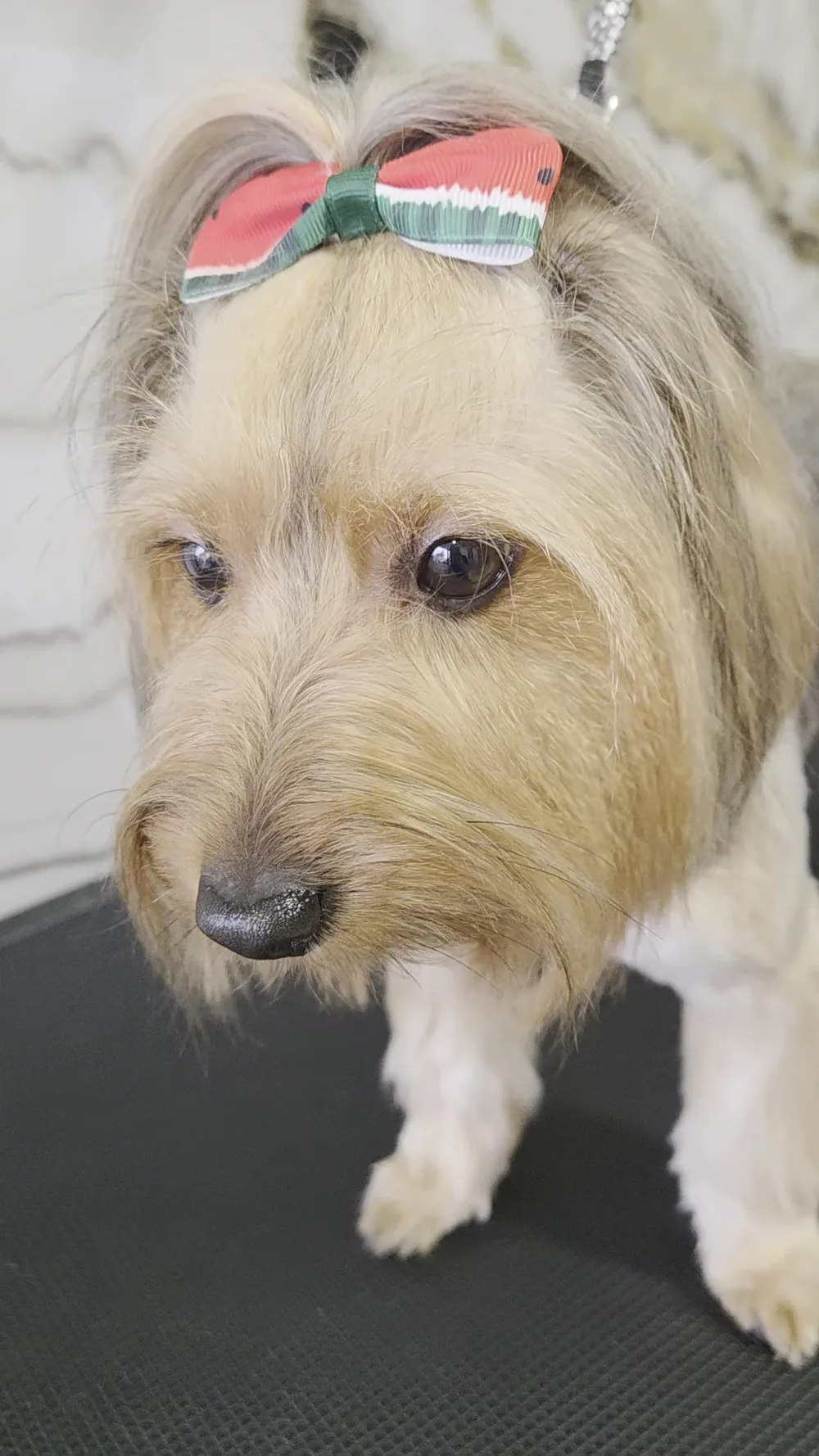 Groo grooming Studio