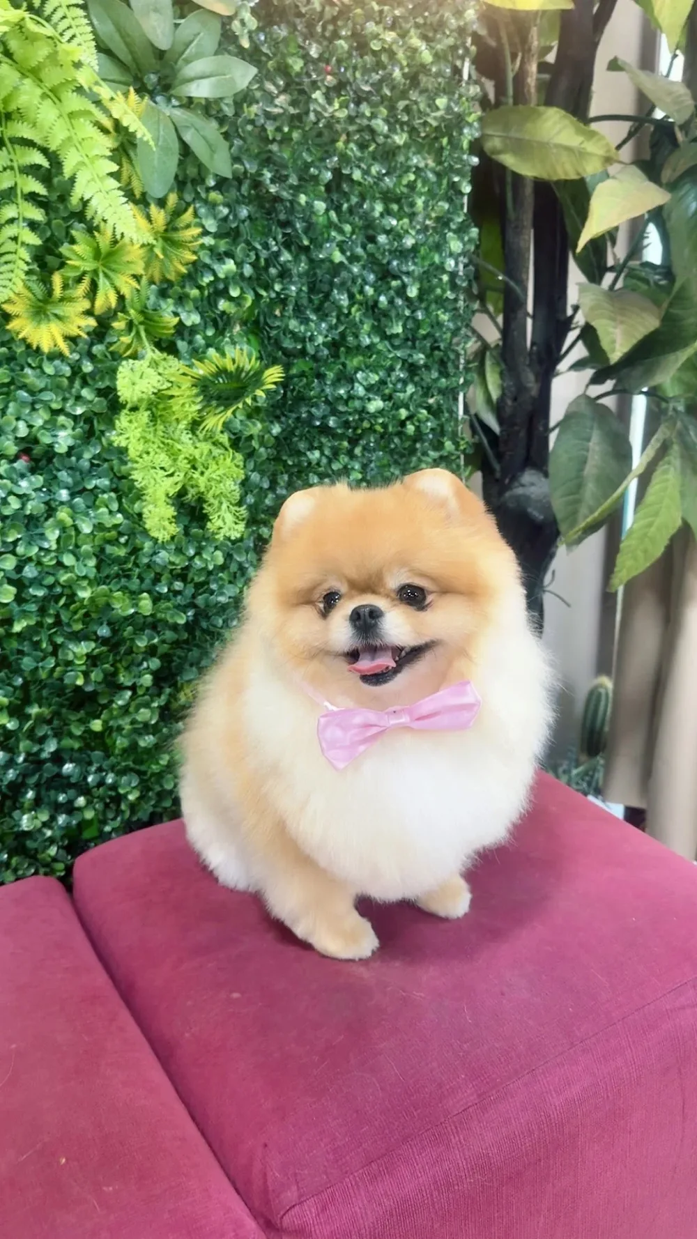 Hot Dog Grooming - 3