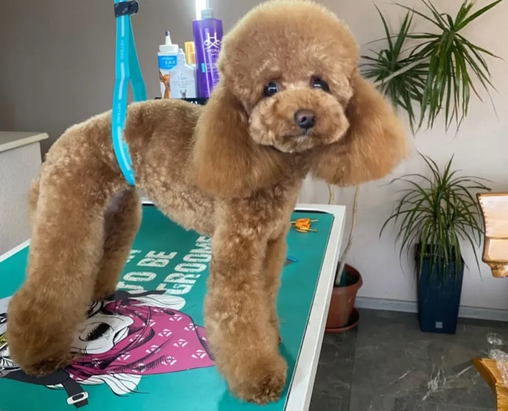 Ted Pet Grooming - гр. Карлово Груминг услуги
